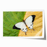 Extra large rolled print of a Madagascar scenery with vibrant green and earth tones, ideal for art wall dining room.