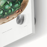 Famous Romantic Era Art - Mammillaria Cactus Romanticism Print