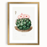 Famous Romantic Era Art - Mammillaria Cactus Romanticism Print