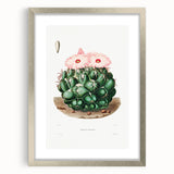 Famous Romantic Era Art - Mammillaria Cactus Romanticism Print
