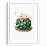 Famous Romantic Era Art - Mammillaria Cactus Romanticism Print