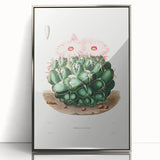 Famous Romantic Era Art - Mammillaria Cactus Romanticism Print