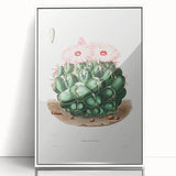 Famous Romantic Era Art - Mammillaria Cactus Romanticism Print