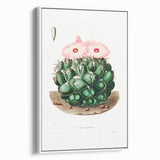 Famous Romantic Era Art - Mammillaria Cactus Romanticism Print