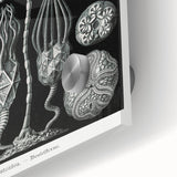 Modern Wall Art - Intricate Black and White Cystoidea Design