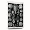 Modern Wall Art - Intricate Black and White Cystoidea Design