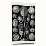 Modern Wall Art - Intricate Black and White Cystoidea Design