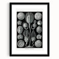 Modern Wall Art - Intricate Black and White Cystoidea Design