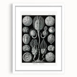 Modern Wall Art - Intricate Black and White Cystoidea Design