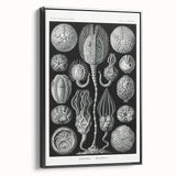 Modern Wall Art - Intricate Black and White Cystoidea Design