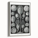 Modern Wall Art - Intricate Black and White Cystoidea Design
