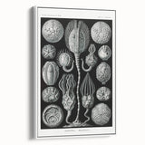 Modern Wall Art - Intricate Black and White Cystoidea Design