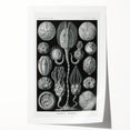 Modern Wall Art - Intricate Black and White Cystoidea Design