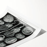Modern Wall Art - Intricate Black and White Cystoidea Design