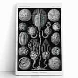 Modern Wall Art - Intricate Black and White Cystoidea Design