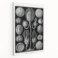 Modern Wall Art - Intricate Black and White Cystoidea Design