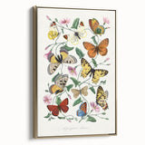 Classic Romantic Paintings - Butterfly & Moth Illustration Wall Art