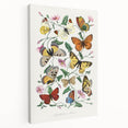 Classic Romantic Paintings - Butterfly & Moth Illustration Wall Art