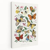 Classic Romantic Paintings - Butterfly & Moth Illustration Wall Art