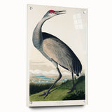 Famous Romantic Era Art - Hooping Crane Illustration Canvas Print