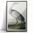 Famous Romantic Era Art - Hooping Crane Illustration Canvas Print