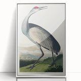 Famous Romantic Era Art - Hooping Crane Illustration Canvas Print