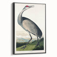 Famous Romantic Era Art - Hooping Crane Illustration Canvas Print