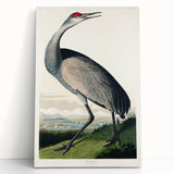 Famous Romantic Era Art - Hooping Crane Illustration Canvas Print