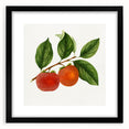 Extra large abstract art print featuring textured, colorful fruits on a black framed canvas, suitable for living room decor.