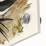 Famous Romantic Era Art - Sooty Tern Bird Illustration Canvas Print