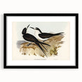 Famous Romantic Era Art - Sooty Tern Bird Illustration Canvas Print