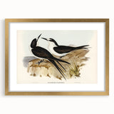 Famous Romantic Era Art - Sooty Tern Bird Illustration Canvas Print