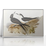Famous Romantic Era Art - Sooty Tern Bird Illustration Canvas Print