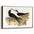 Famous Romantic Era Art - Sooty Tern Bird Illustration Canvas Print