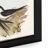 Famous Romantic Era Art - Sooty Tern Bird Illustration Canvas Print