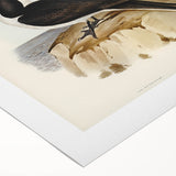 Famous Romantic Era Art - Sooty Tern Bird Illustration Canvas Print