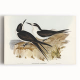 Famous Romantic Era Art - Sooty Tern Bird Illustration Canvas Print