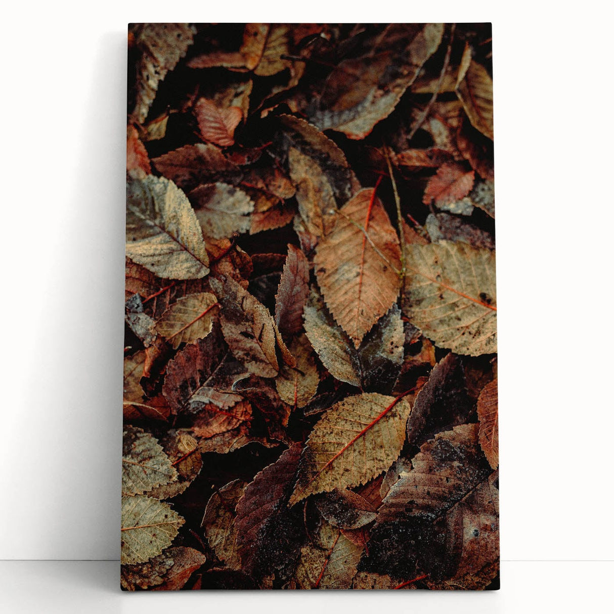 Large black and white stretched canvas of a tree in autumn, ideal for kitchen wall art or bedroom ambiance.