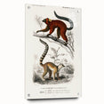 Classic Romantic Paintings: Lemurs - Historical Romanticism Canvas
