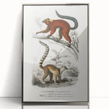 Classic Romantic Paintings: Lemurs - Historical Romanticism Canvas