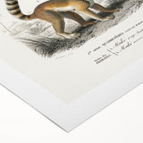 Classic Romantic Paintings: Lemurs - Historical Romanticism Canvas