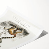 Classic Romantic Paintings: Lemurs - Historical Romanticism Canvas