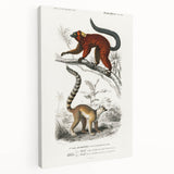 Classic Romantic Paintings: Lemurs - Historical Romanticism Canvas