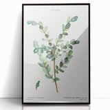 Neoclassical Creeping Willow Print - Botanical Art by Redouté