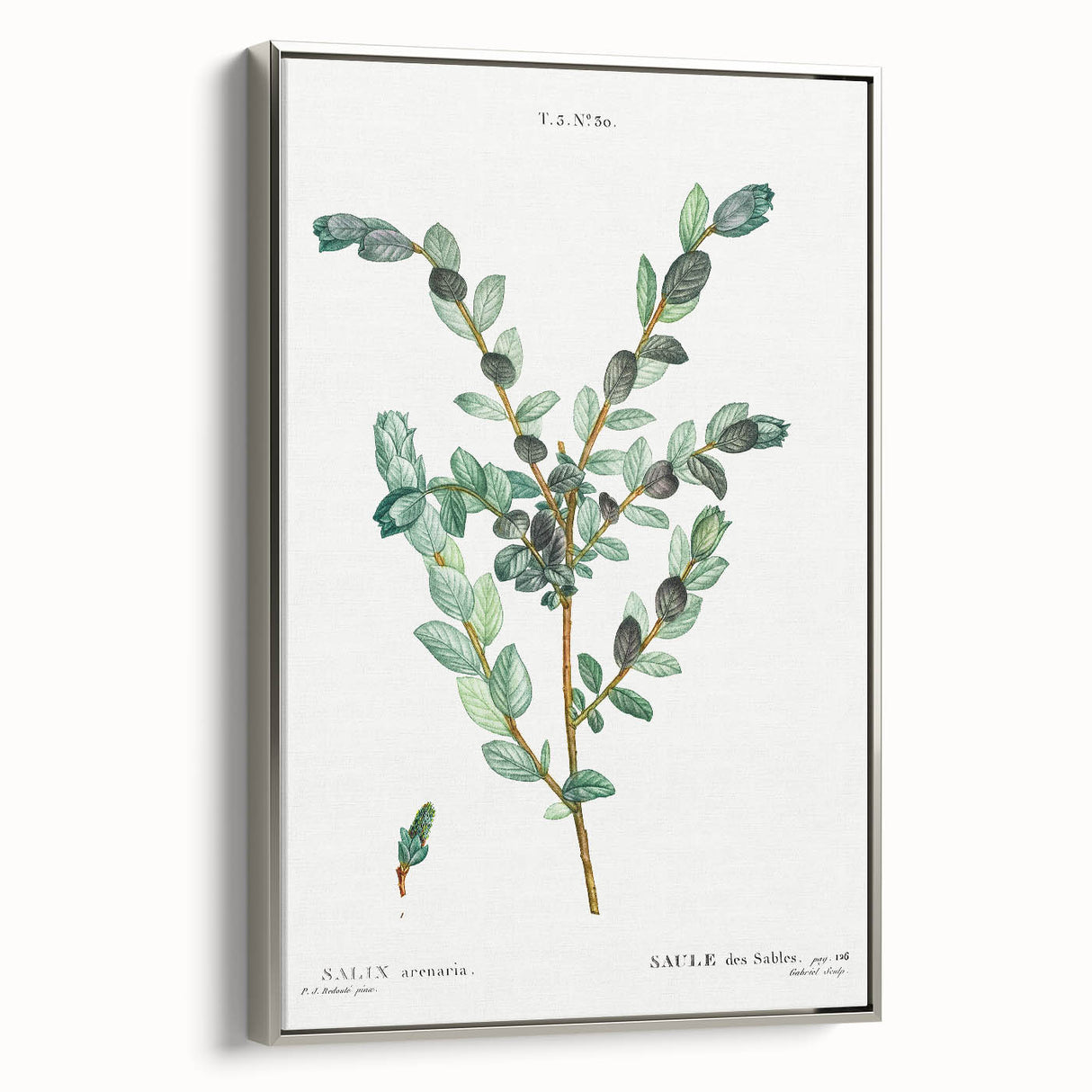 Neoclassical Creeping Willow Print - Botanical Art by Redouté