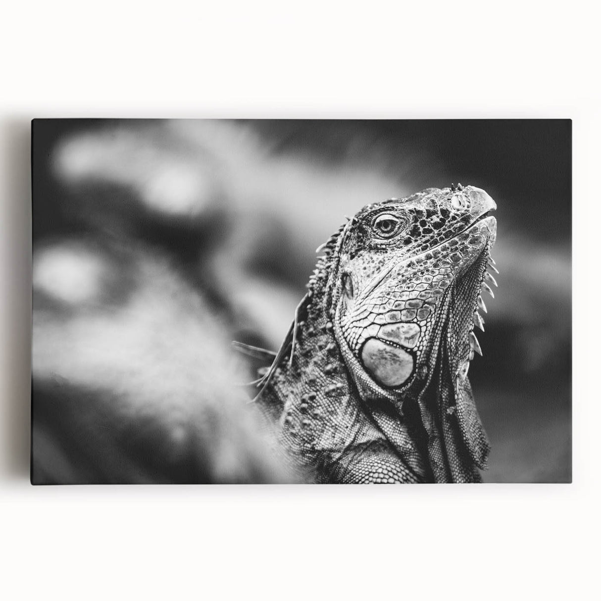 Black and white photograph of a Costa Rican landscape on stretched canvas, ideal for kitchen wall art.
