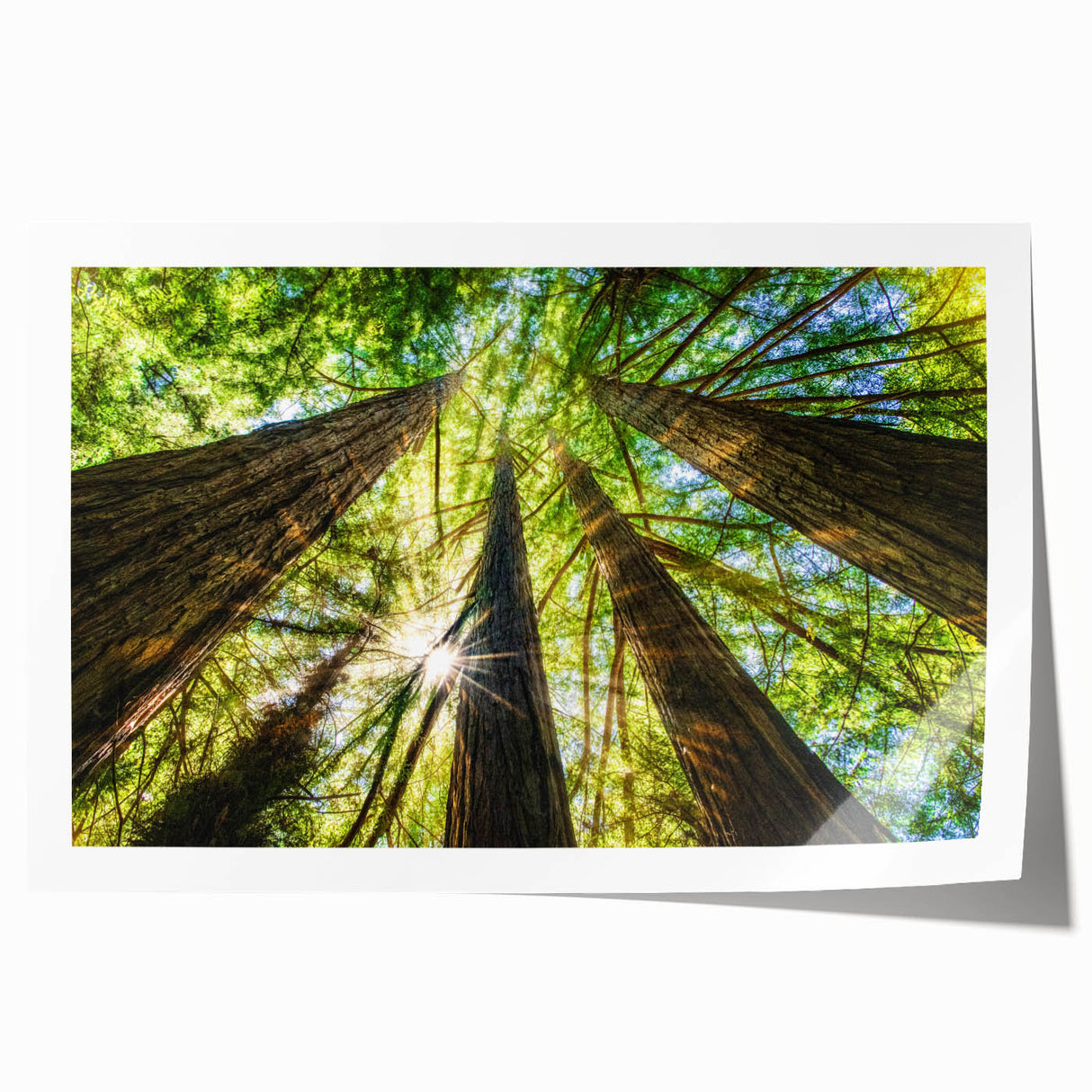Rolled print of Big Sur coastline with a floral foreground in soft pastel colors, ideal for art wall dining room.