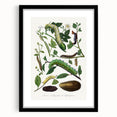 Famous Romantic Era Art - Caterpillar Illustration Canvas Print