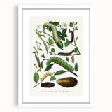 Famous Romantic Era Art - Caterpillar Illustration Canvas Print