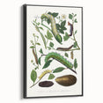 Famous Romantic Era Art - Caterpillar Illustration Canvas Print